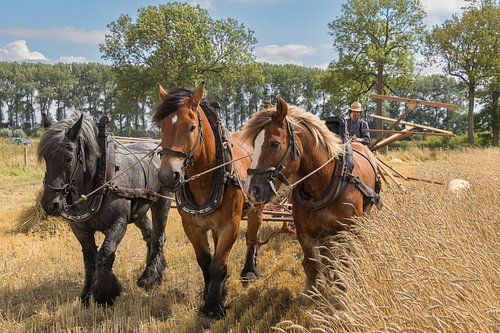 The Working Draft Horse