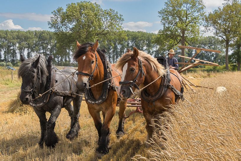 The Working Draft Horse by conny de visser