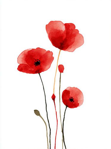 Aquarel Klaprozen in Volle Bloei