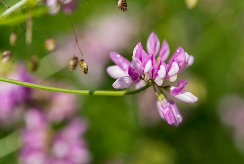 coronila varia in botanical garden par ChrisWillemsen