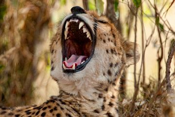 Yawning Cheetah van Peter Michel