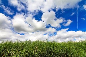 Riet en lucht van Dennis van de Water