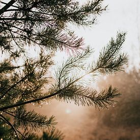 Dauwdruppels aan een dennenboom op de Veluwe | natuurfotografie reisfotografie foto print | Tumblewe van Eva Krebbers | Tumbleweed & Fireflies Photography