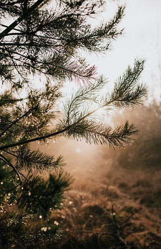 Gouttes de rosée sur un pin du Veluwe | photographie de nature photographie de voyage tirage photo | sur Eva Krebbers | Tumbleweed & Fireflies Photography