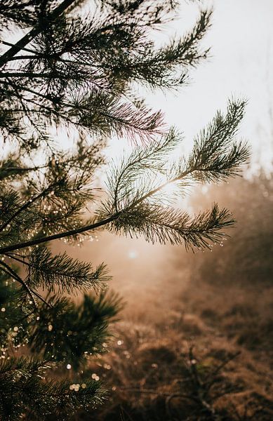 Dewdrops on a pine tree on the Veluwe | nature photography travel photography photo print | Tumblewe by Eva Krebbers | Tumbleweed & Fireflies Photography