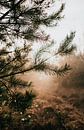 Dewdrops on a pine tree on the Veluwe | nature photography travel photography photo print | Tumblewe by Eva Krebbers | Tumbleweed & Fireflies Photography thumbnail