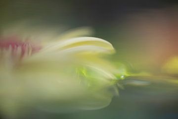 Schwimmende Blume von Perspective