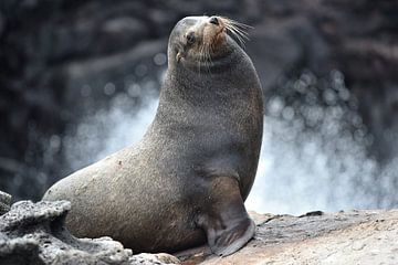 Galapagos Sea Lion by Frank Heinen