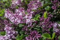 Bush with branches of the purple-red coloured, fragrant spring flowers and flower buds of the lilac
