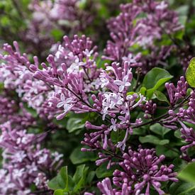 Busch mit Zweigen der purpurrot gefärbten, duftenden Frühlingsblumen und Blütenknospen des Flieders von Henk Vrieselaar