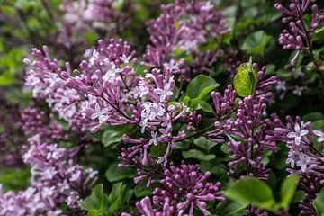 Struik met takken van de paarsrood gekleurde, geurende lentebloemen en bloemknoppen van de sering van Henk Vrieselaar