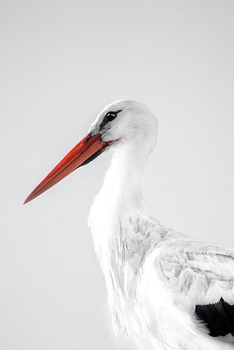 Ooievaar portret met mooi zacht licht en fine art bewerking