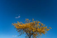 een gele boom in een blauwe lucht