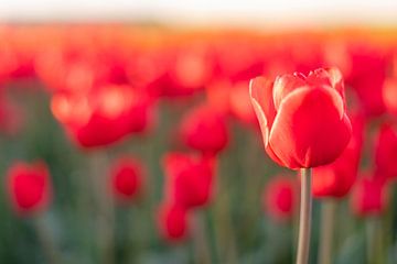 Fields of blooming red tulips during sunset in Holland by Sjoerd van der Wal Photography