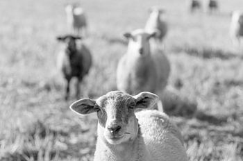 Schafe laufen in Schwarzweiß, ein Schaf im Fokus, mehr im Hintergrund