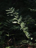 A fern in the forest catches a ray of sunshine
