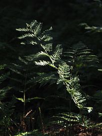 Une fougère dans la forêt attrape un rayon de soleil.