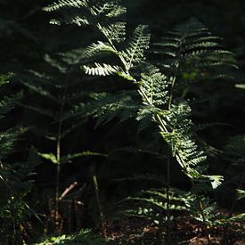 A fern in the forest catches a ray of sunshine by Helene Ketzer