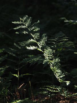 A fern in the forest catches a ray of sunshine