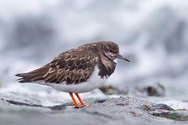 Stonechat by Ruben Evers