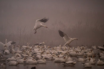 Snow geese in fog...