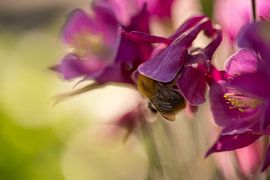 Akkerhommel in Akelei von Chantal van Dooren