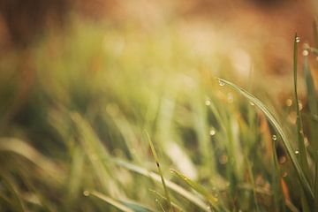 Rosée du matin sur l'herbe sur LHJB Photography