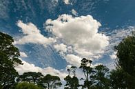 Wolken in den Bäumen, Victoria, Australien von Sven Wildschut Miniaturansicht