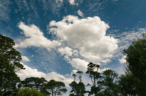 Wolken in den Bäumen, Victoria, Australien