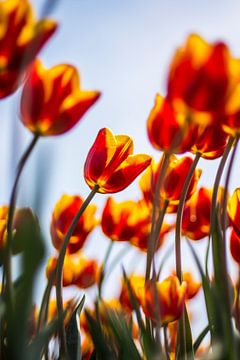 Des tulipes hollandaises rouges et jaunes ! sur wiebesietze