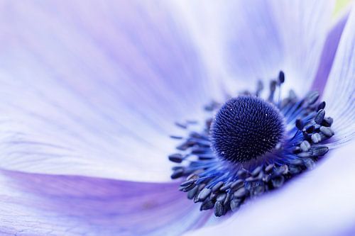 Close-up van een Anemone Coronaria "Mr Fokker" . 