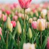 Roze tulp in zacht bloemenveld van But First Framing