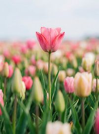 Rosa Tulpe in einem zarten Blumenfeld von But First Framing