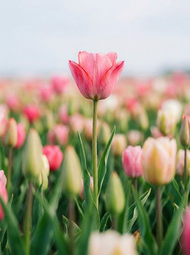 Rosa Tulpe in einem zarten Blumenfeld