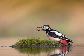 great spotted woodpecker
