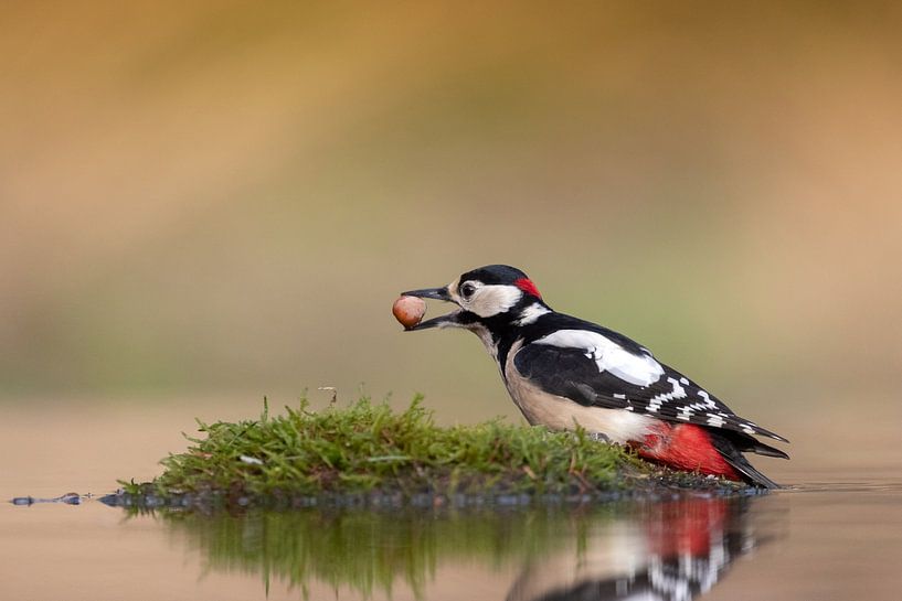 great spotted woodpecker by Wim Wilmers