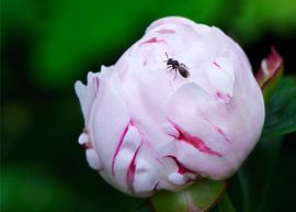 Pioenroos met insekt