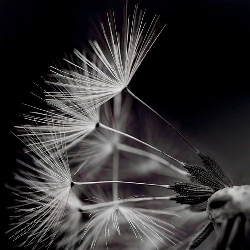 Delicate dandelion by Sandra Bechtold