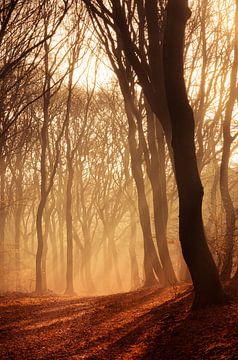 Speulderbos 16 van Deshamer