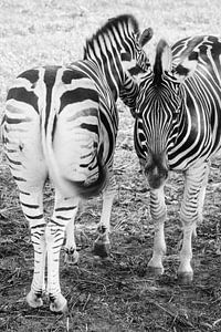 Zebra van Myrthe Vlasveld