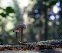 Paddestoelen