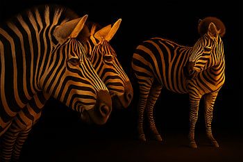 Zebra’s in warm licht