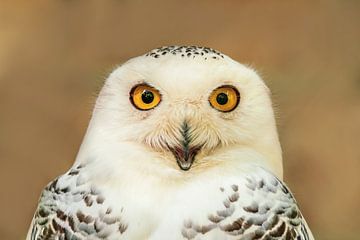 Portrait de tête d'un hibou blanc des neiges harfang (Bubo scandiacus) sur Mario Plechaty Photography