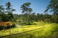 rice paddy with house by Lex Scholten thumbnail