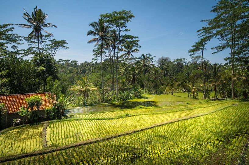 rice paddy with house by Lex Scholten