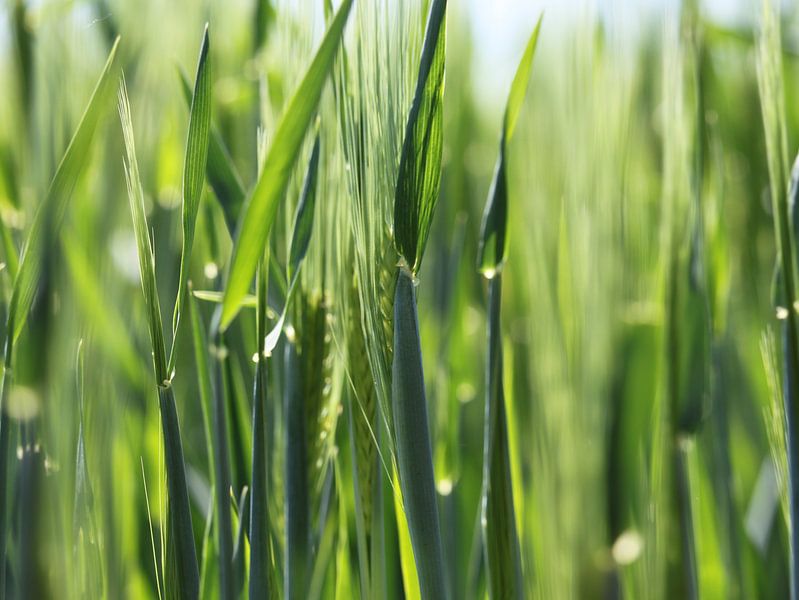 Juice green grasses field by Christine Seilberger