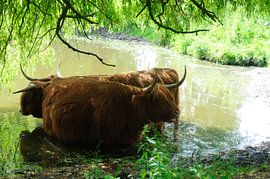 badende Higlanders by Robert Lotman