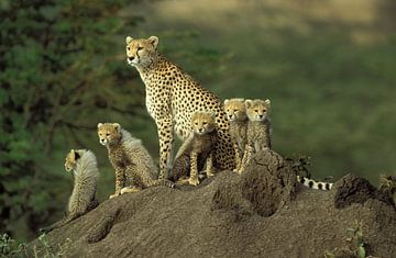 cheeta met jongen van Paul van Gaalen, natuurfotograaf