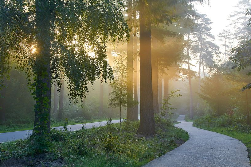 Morning light in the Speulderbos by Ad Jekel