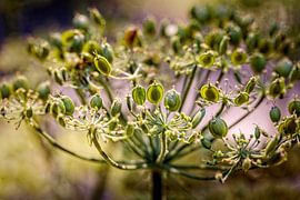 Kuh-Petersilie von Rob Boon